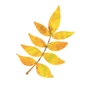 黄色いツツジ・紅葉の葉のイラスト　絵本風　ⒸAtelier Funipo